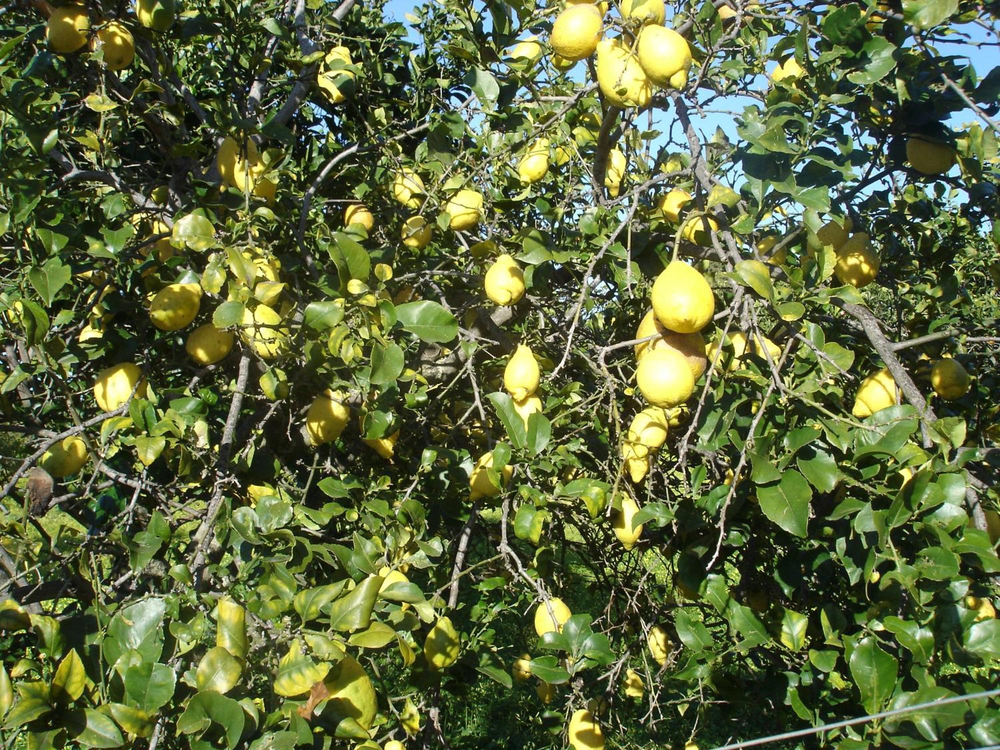 קאפו ואטיצ'אנו Villetta Sul Mare מראה חיצוני תמונה